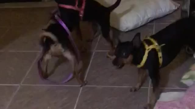 Pinscher com raiva