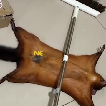 HCNN - Give this flying squirrel an Oscar for playing dead.