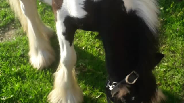 tiny Tim smallest horse in Ireland