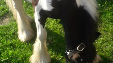 tiny Tim smallest horse in Ireland