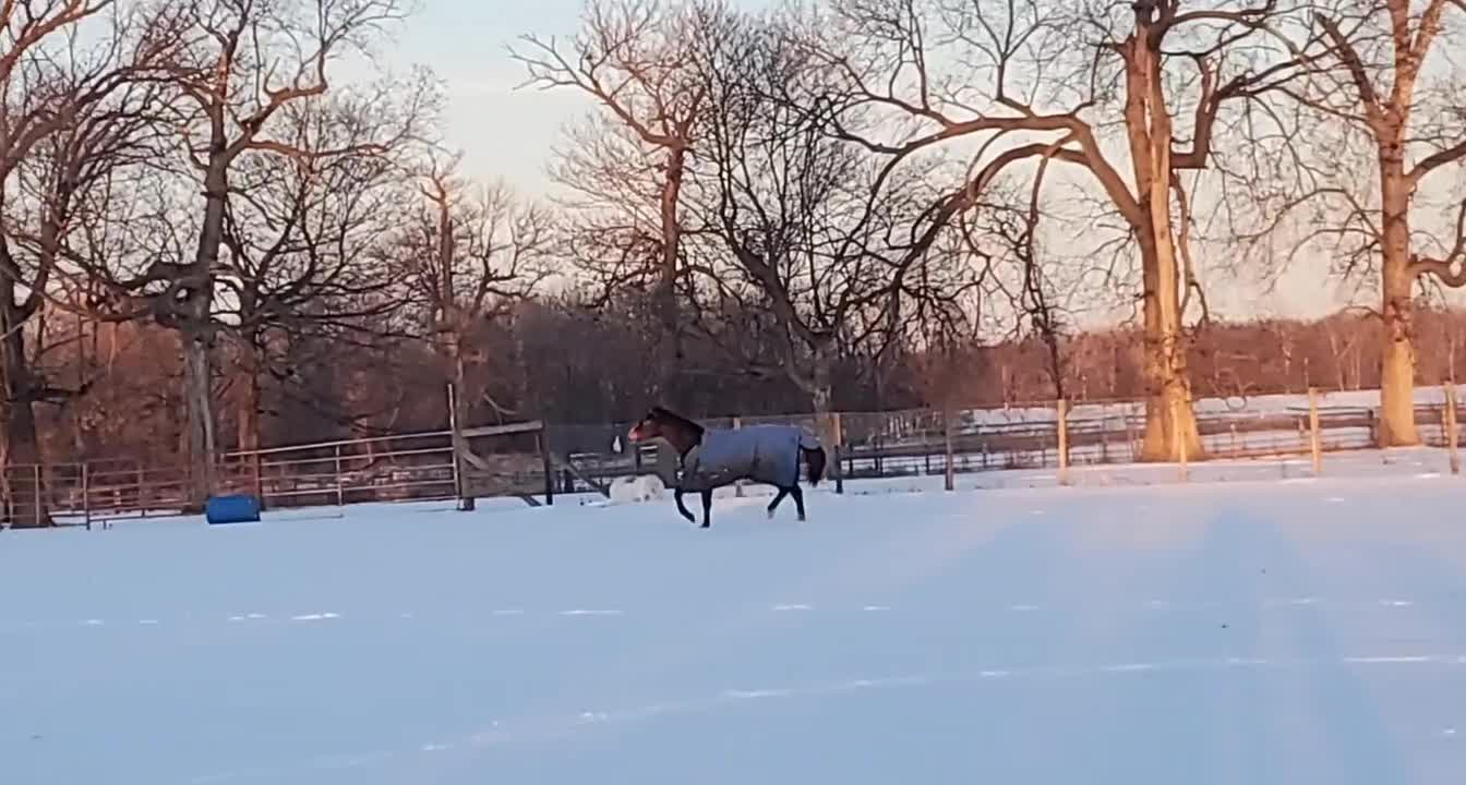 Winter horses