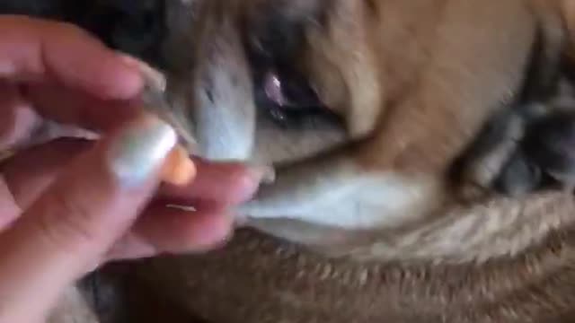 English Bulldog treating skin infection!! #bulldoglovers