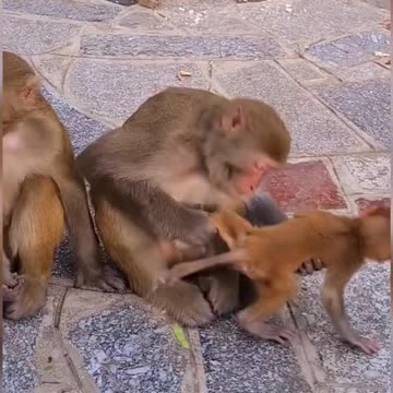 wow baby Monkey playing