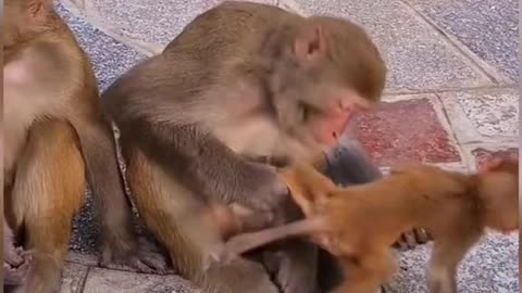 wow baby Monkey playing