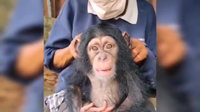 Funny Monkey Compilation pt.1