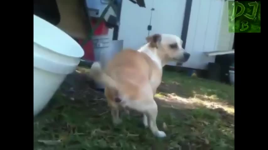 animals farting, very funny