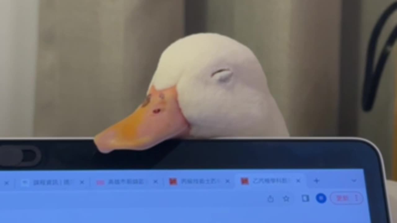 Ducks Falls Asleep on Laptop Screen