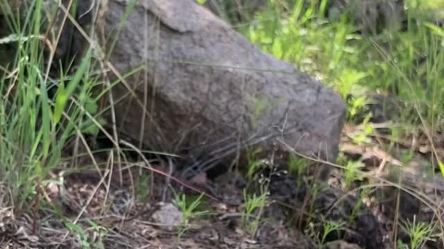 Friendly Passerby Quenches Snake’s Thirst