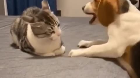 funny-dog-and-cat