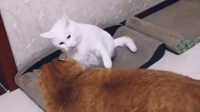 Big fat cat picking on little white cat, big fat yellow cat