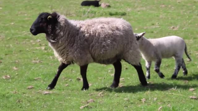 Wild sheep with baby