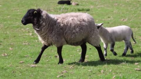 Wild sheep with baby