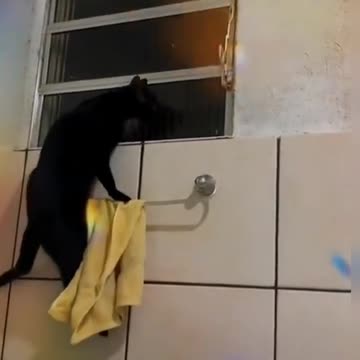 THE CAT, IMPOSSIBLE MISSION!