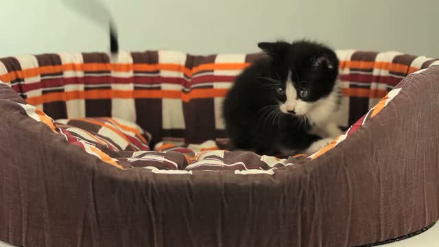 Cat in basket-1