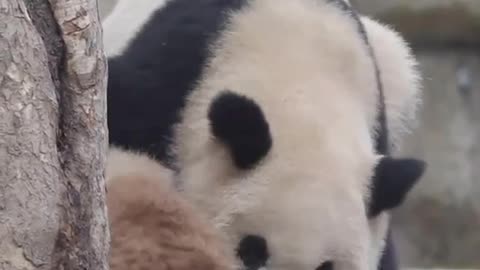 Two adorable pandas