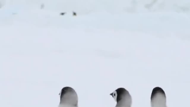 The adorable chicks learn from their mothers