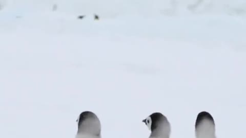 The adorable chicks learn from their mothers