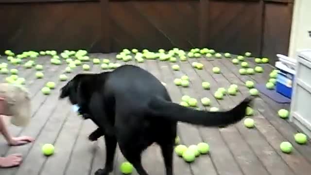 Dog Fan Of Tennis Balls Gets To Chase Them To His Heart's Content