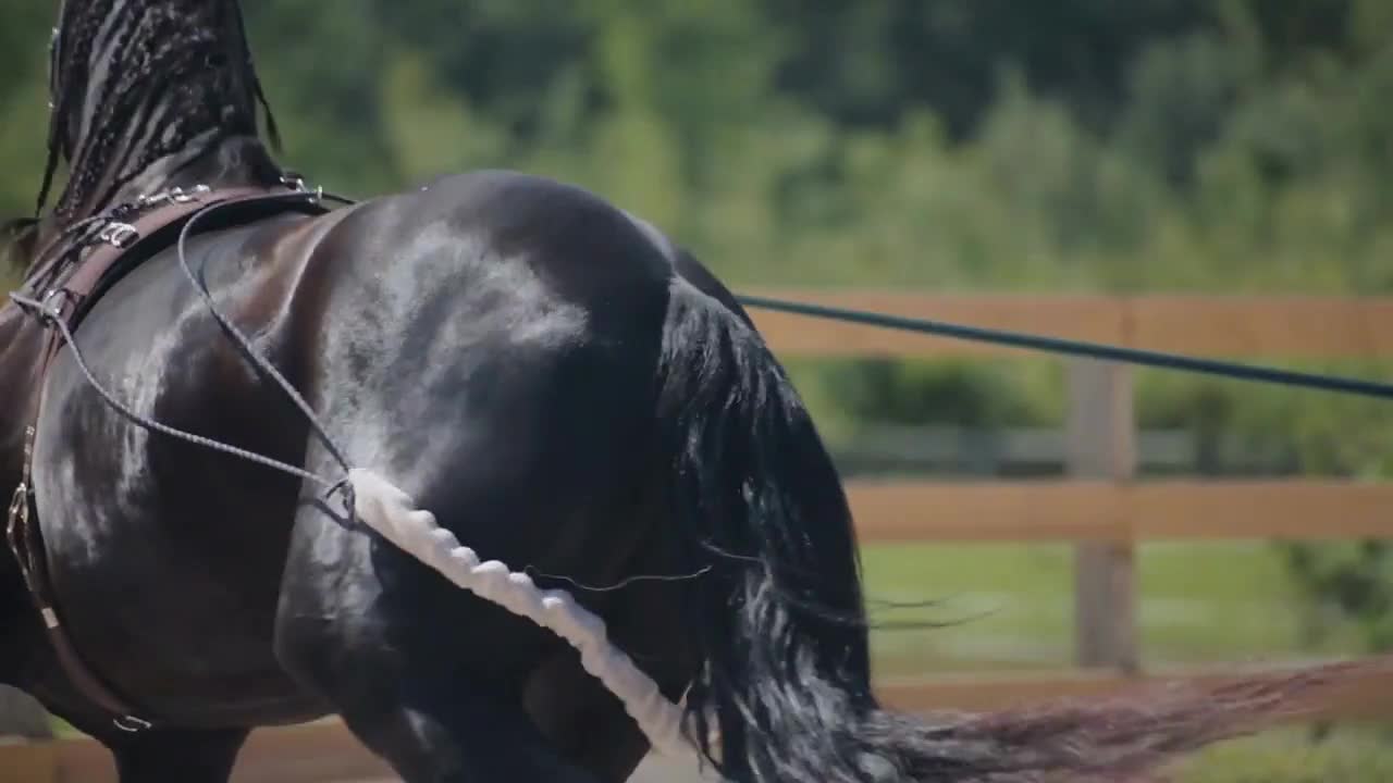 Young woman horse trainer trains Black Horse in outdoor Arena on a longe line