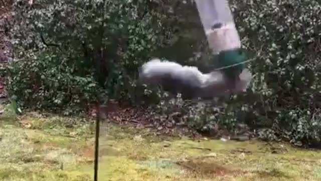 crazy squirrel...