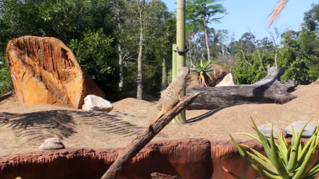 Meerkats are so human - Meercats for life