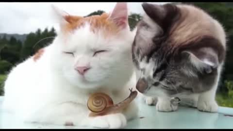 Funny Cat-Try Not To Laugh😁😁