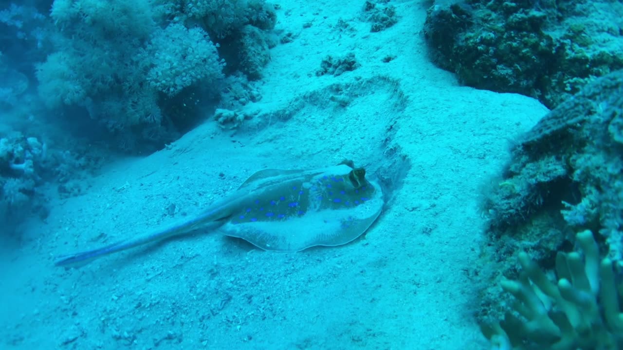 Look how a stingray covers itself with sand to hide - no sound