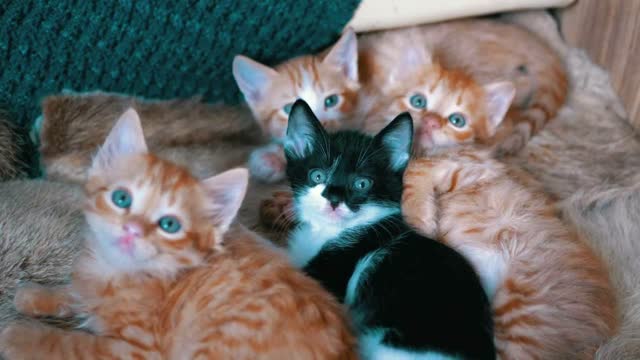 Beautiful kittens