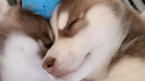 Funny And Cute Husky Puppies Compilation , Adorable Husky Puppy