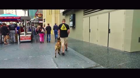Brendan Schaub's 6-Month Old Malinois Before After Video!