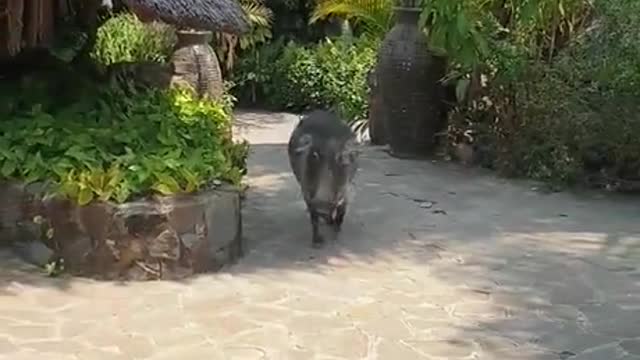 A warthog attacked a man trying to pet him