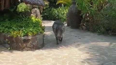 A warthog attacked a man trying to pet him