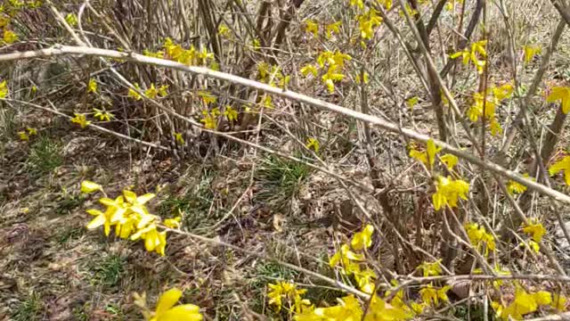 Spring has come. It's forsythia.