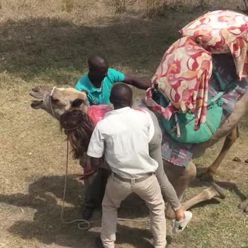 Camel With Gas Problem Not Feeling It