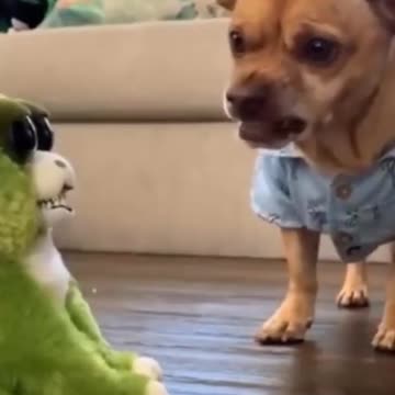 Dog play with toys - Dog play with remote car - Dog training - Animal Funny video