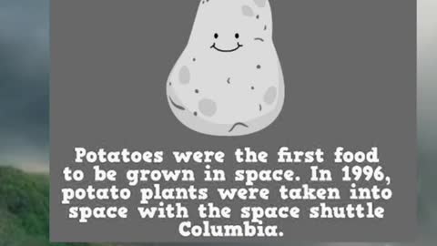 Potatoes history | Did You Know