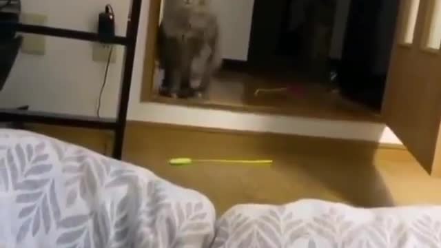 The strongest jump for this cat