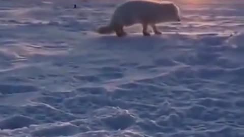 Snow fox was just hungry