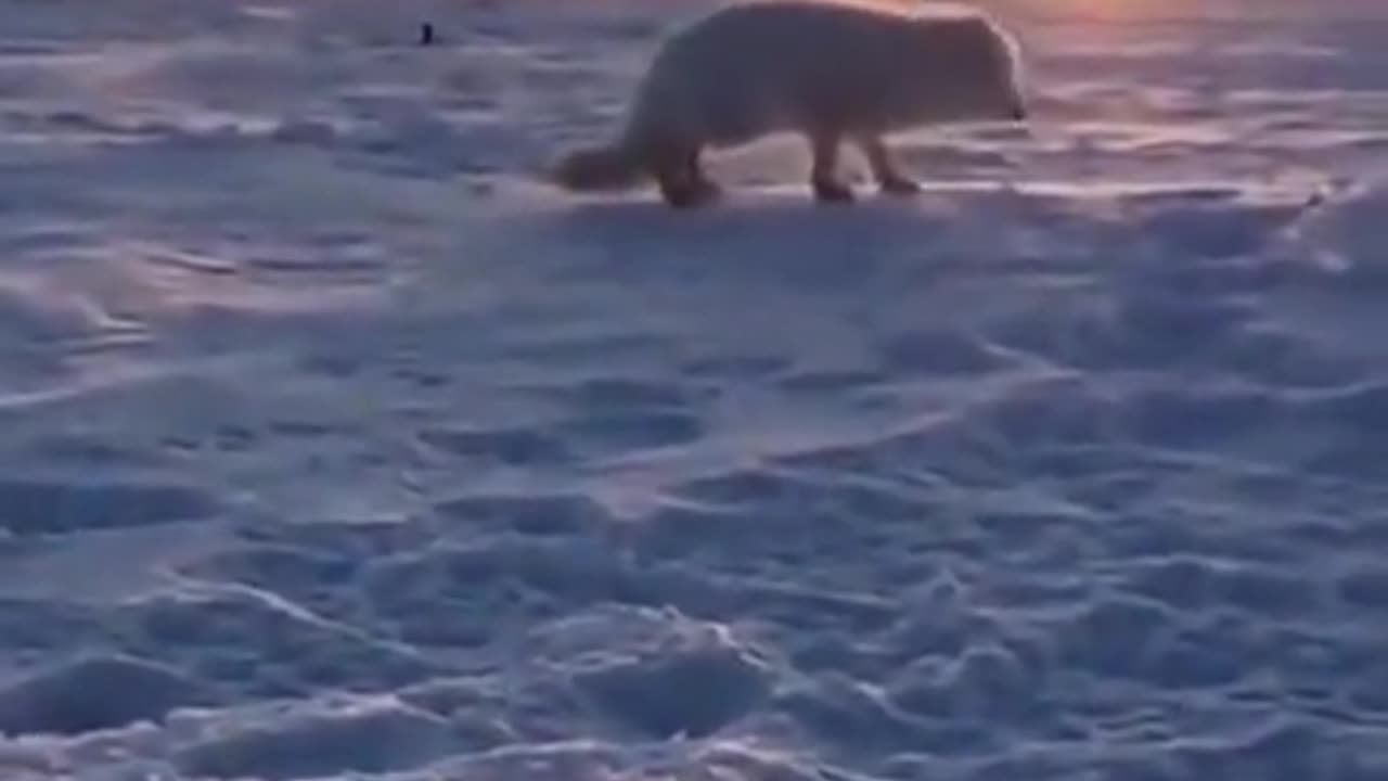 Snow fox was just hungry