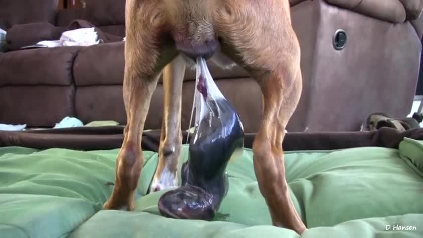 amazing dog giving birth live