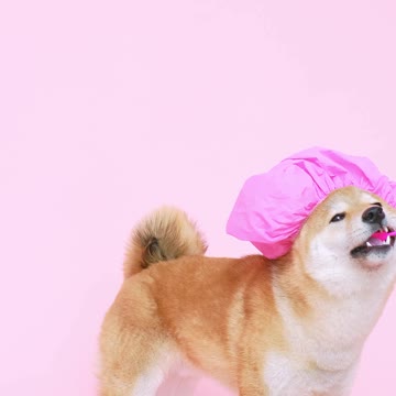 funny dog for this year 2021