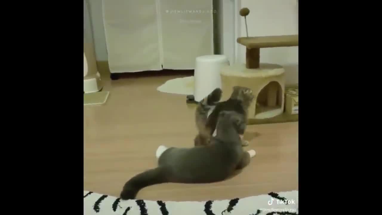 Try Not To Laugh or Grin While Watching Funny Animal Reaction Videos