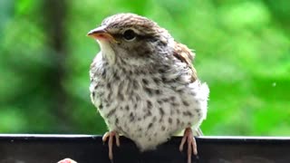 Chirping Sparrows Feeding