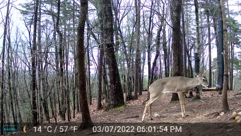 The Woods - 03/08/2022