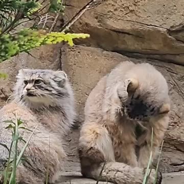 Pallas’ cats 😍😍