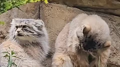 Pallas’ cats 😍😍