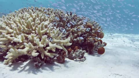 Dense schools of fish shuttle among corals