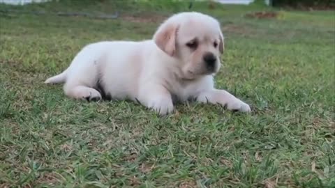 cachorros de labradores