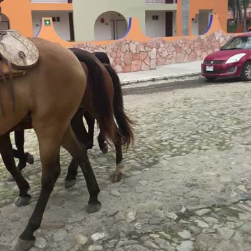 Beautiful horses Puerto Vallarta