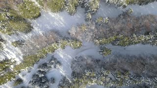 Skiing Between Trees